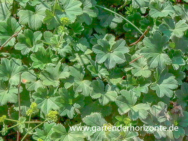 Zwerg-Frauenmantel, Alchemilla erythropoda 'Alma'