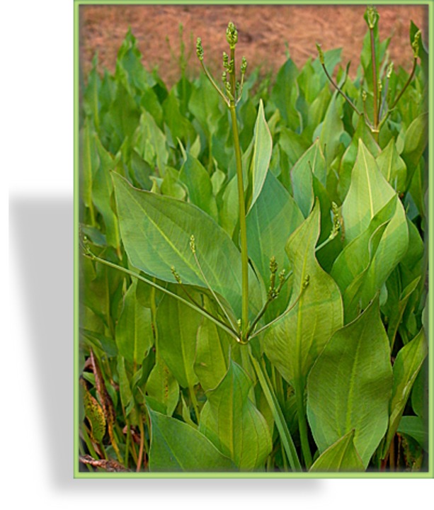 Froschlöffel, Alisma plantago-aquatica