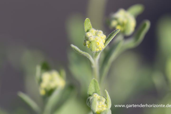 Steinkraut, Alyssum saxatile 'Sulphureum'