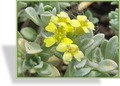 Steinkraut, Alyssum montanum 'Berggold'