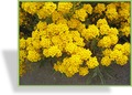 Steinkraut, Alyssum saxatile 'Compactum Goldkugel'