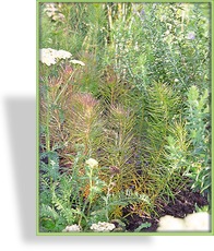 Röhrenstern, Amsonia hubrichtii