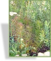 Röhrenstern, Amsonia hubrichtii