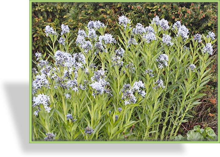 Röhrenstern, Amsonia tabernaemontana