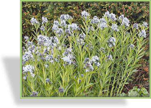 Röhrenstern, Amsonia tabernaemontana