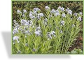 Röhrenstern, Amsonia tabernaemontana