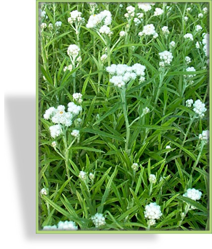 Perlkörbchen, Anaphalis margaritacea 'Neuschnee'