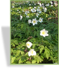 Buschwindröschen, Anemone nemorosa