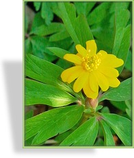 Gelbes Buschwindröschen, Anemone ranunculoides