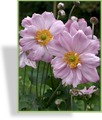 Herbst-Anemone, Japan-Anemone, Anemone japonica 'Königin Charlotte'