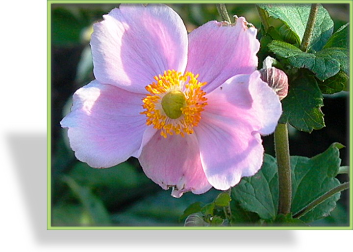 Herbst-Anemone, Japan-Anemone, Anemone japonica 'Septembercharm'