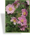 Herbst-Anemone, Japan-Anemone, Anemone japonica 'Serenade'