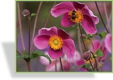 Herbst-Anemone, Japan-Anemone, Anemone japonica 'Splendens'