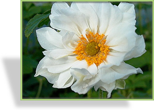 Herbst-Anemone, Japan-Anemone, Anemone japonica 'Wirbelwind'