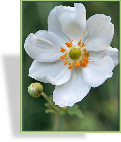 Herbst-Anemone, Japan-Anemone, Anemone japonica 'Honorine Jobert'