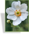 Herbst-Anemone, SP-Stauden