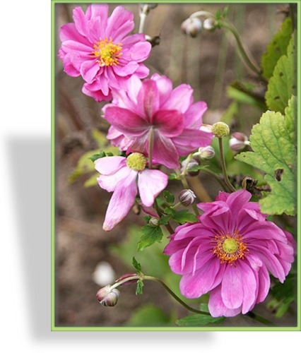 Herbst-Anemone, Japan-Anemone, Anemone japonica 'Prinz Heinrich'