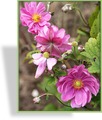 Herbst-Anemone, Japan-Anemone, Anemone japonica 'Prinz Heinrich'