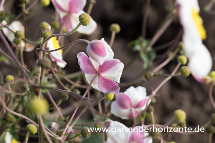 Herbst-Anemone, Anemone hupehensis forma alba