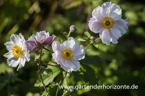 Herbst-Anemone, Anemone rupicola 'Dreaming Swan'