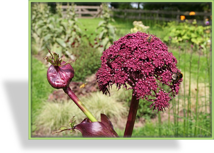 Engelwurz, Angelica gigas