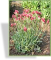 Katzenpfötchen, Antennaria dioica