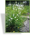 Graslilie, Anthericum liliago