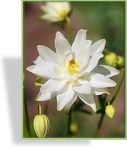 Akelei, Gewöhnliche Akelei, Aquilegia vulgaris 'Clementine White'