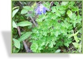 Akelei, Alpenakelei, Aquilegia alpina