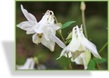 Akelei, Gewöhnliche Akelei, Aquilegia vulgaris 'Alba'