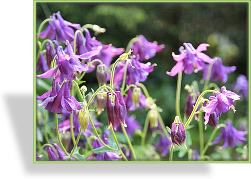 Akelei, Gewöhnliche Akelei, Aquilegia vulgaris