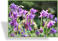 Akelei, Gewöhnliche Akelei, Aquilegia vulgaris