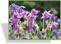 Akelei, Gewöhnliche Akelei, Aquilegia vulgaris
