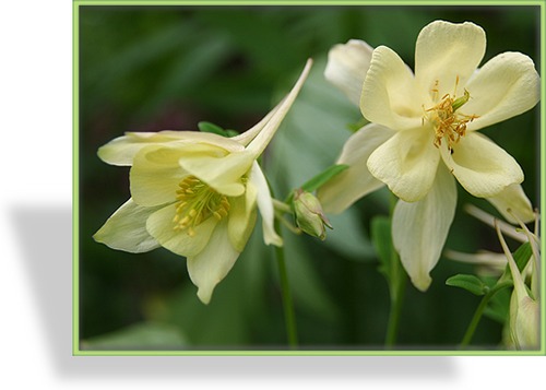 Akelei, Gold-Akelei, Aquilegia chrysantha 'Yellow Queen'