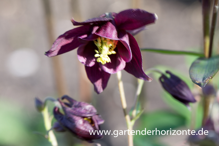 Schwärzliche Akelei, Aquilegia atrata