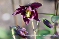 Schwärzliche Akelei, Aquilegia atrata