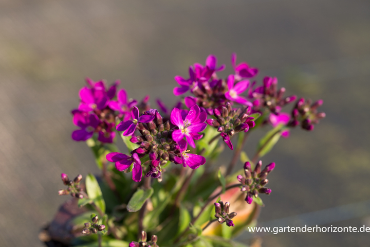 Gänsekresse, Arabis blepharophylla 'Rose Delight'