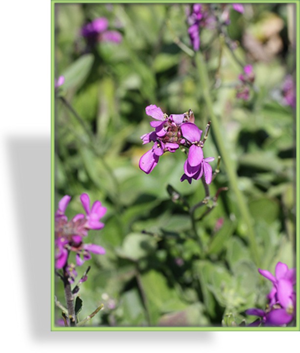 Gänsekresse, Arabis caucasica 'Little Treasure Deep Rose'