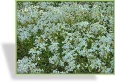 Gänsekresse, Arabis procurrens 'Glacier'