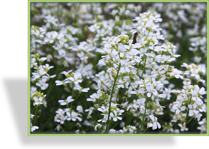 Gänsekresse, Arabis procurrens 'Neuschnee'