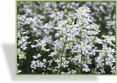 Gänsekresse, Arabis procurrens 'Neuschnee'