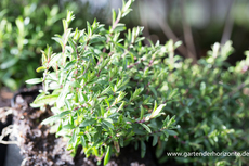 Berg-Sandkraut, Arenaria montana 'Blizzard Compact'