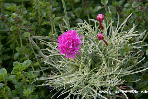 Grasnelke, Armeria maritima 'Nifty Thrifty'