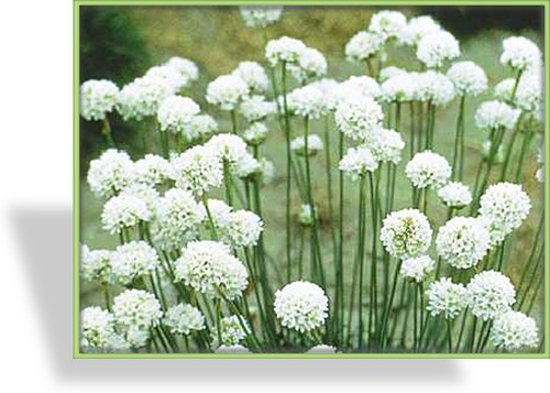 Grasnelke, Armeria maritima 'Alba'