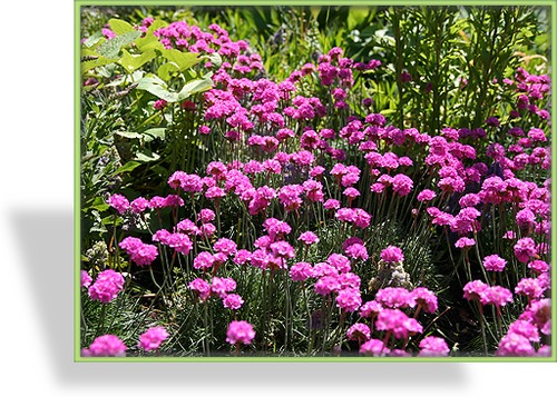 Grasnelke, Armeria maritima 'Splendens'