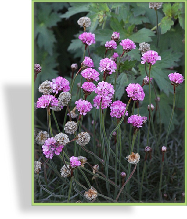 Grasnelke, Armeria maritima 'Vesuv'