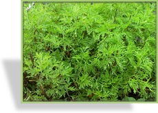 Cola-Strauch, Artemisia abrotanum 'Colastrauch'