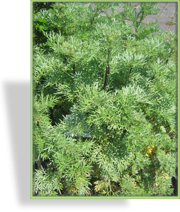 Wermut, Artemisia absinthium