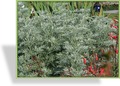 Edelraute, Silberraute, Artemisia arborescens 'Powis Castle'