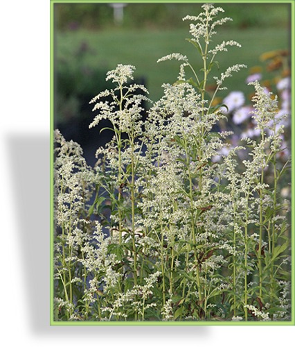Edelraute, Artemisia lactiflora 'Elfenbein'
